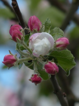 Apfel Apfel Baum blühen