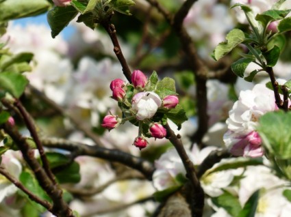 Apple Blossom Apple Tree Flower