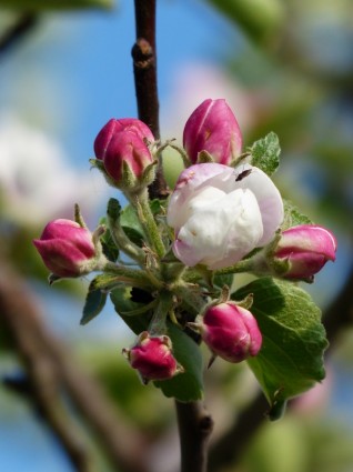 زهرة شجرة التفاح زهر التفاح
