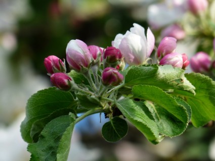 flor de árbol de manzana de Apple blossom