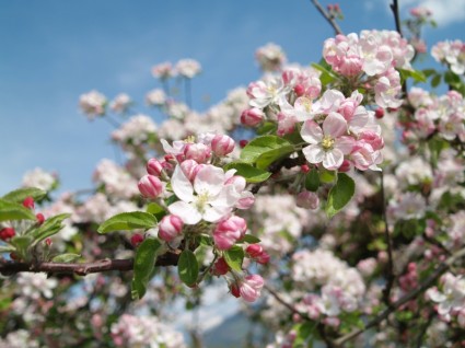 Apple blossom vintschgau Tyrol del sur