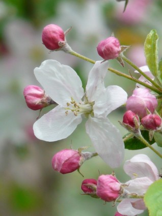 Apple blossoms kuncup bunga