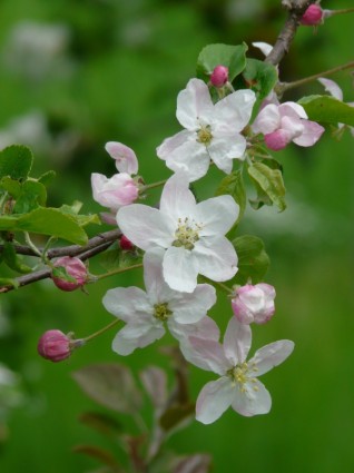 Apple hoa bud Hoa