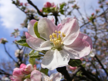 saison de fleurs de pomme