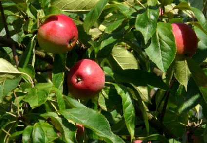 Apple плоды яблони