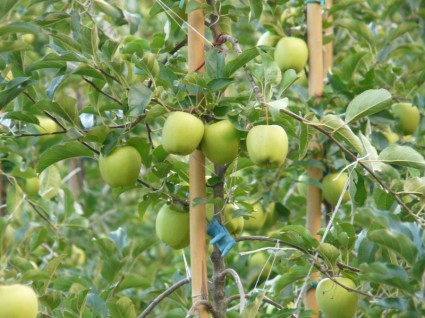 Apple Fruit Green