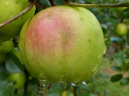 lluvia de fruta manzana