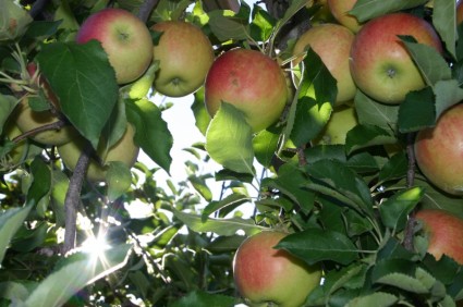 cosecha huerto de manzanas