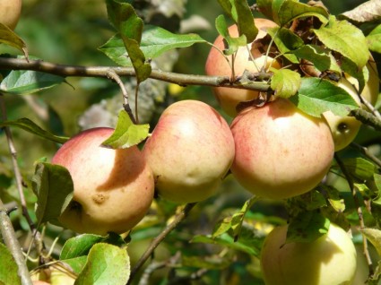 fruta manzanas de Apple tree