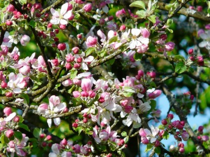 アップル ツリー花アップル桜の花