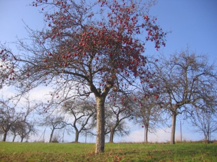 شجرة التفاح في الخريف