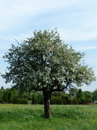 Apple tree arbre apple blossom