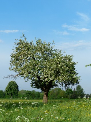 Apple дерево дерево яблони