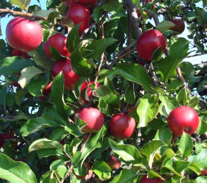 jabłka jabłek