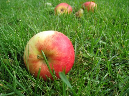 苹果草秋季水果