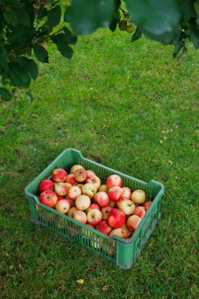 maçãs em caixa na grama