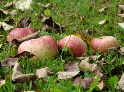 récolte de pommes pré