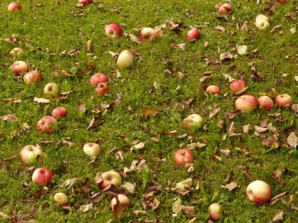 الحصاد مرج التفاح