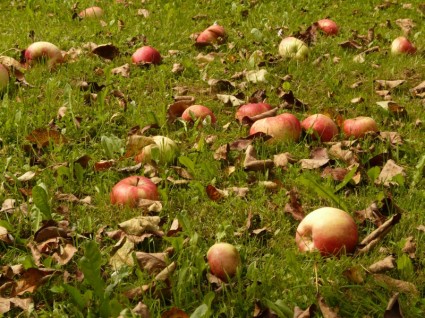 récolte de pommes pré