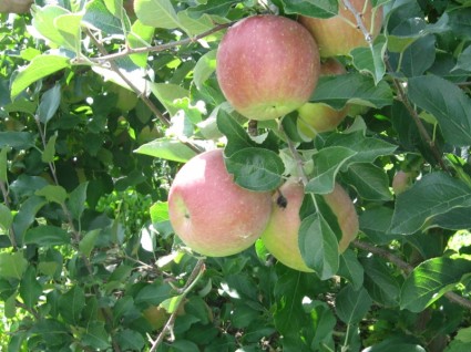 التفاح على الشجرة