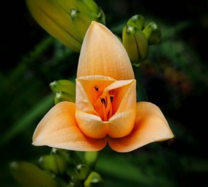 fleur de fleur Hémérocalle abricot