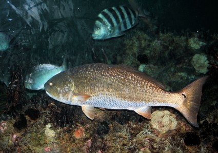 Aquarium Fisch