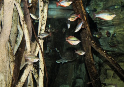 peixes de aquário