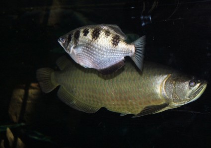 Aquarium Fisch