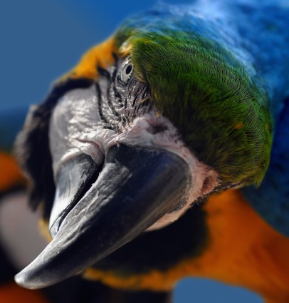 burung beo kuning macaw ara