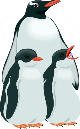 architetto pinguino