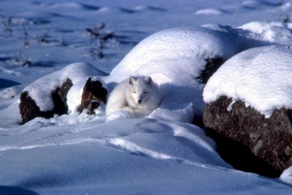 Polarfuchs Tier