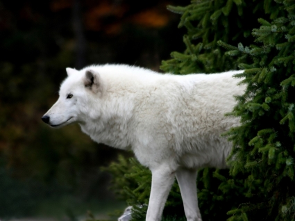 Polarwolf Tapete Wölfe Tiere