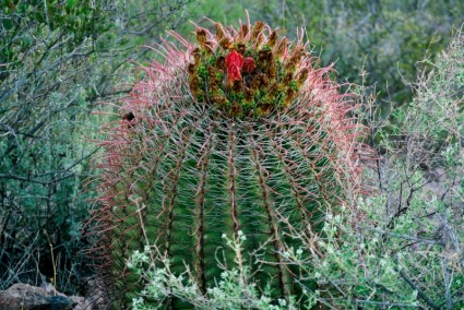 cactus del deserto Arizona