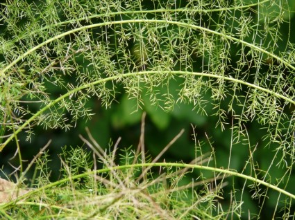 les feuillages d'Asparagus asparagus densiflorus ornementales