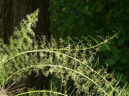 Spargel-Farn-Spargel-Densiflorus-Zierpflanze