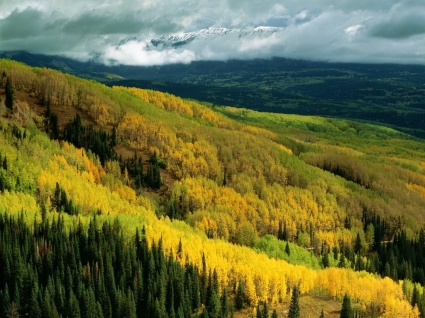 Aspen foresta in autunno mondo colorado per il desktop