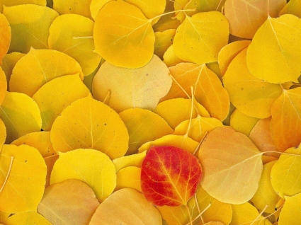 Аспен листья осенью природа Обои