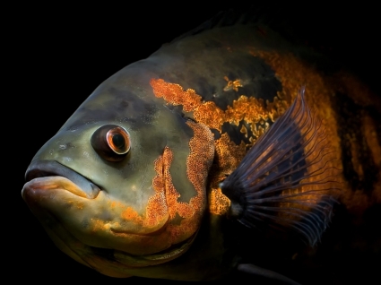 Astronotus Ocellatus Tapete Fische Tiere