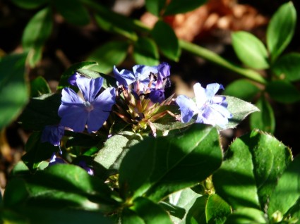 auriculata hoa màu xanh