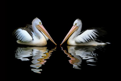 burung-burung laut pelican Australia
