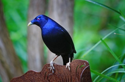 uccello uccello bower raso di Australia