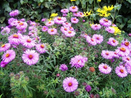 Rosa Herbst aster