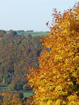 Herbst Herbst-Wald-Färbung