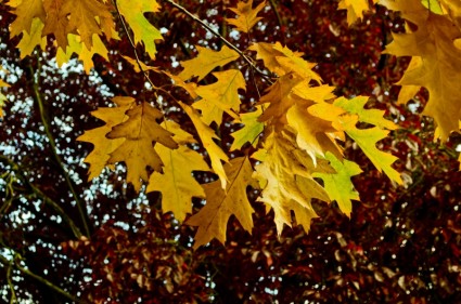 sfondo autunno