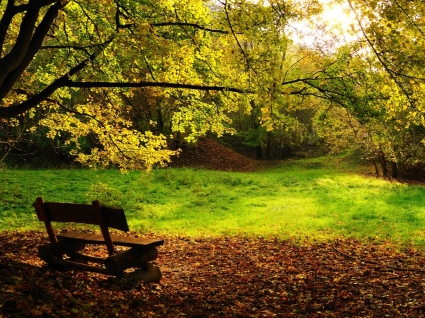 autunno autunno natura di panchina per il desktop