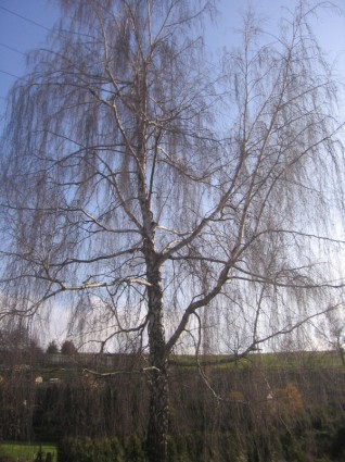 musim gugur birch