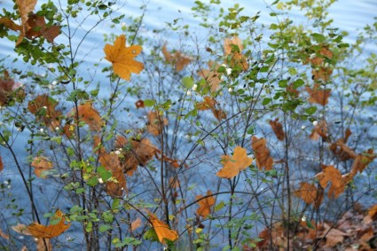 jesień krzew liści