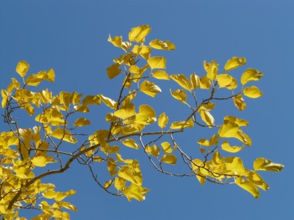 feuilles d'automne coloré