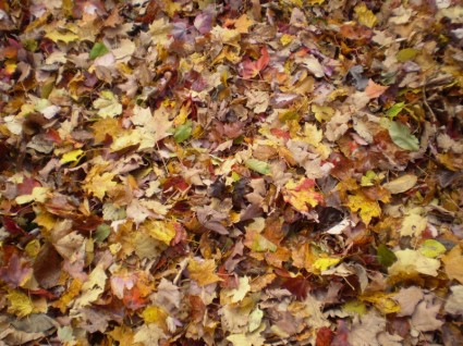 أوراق الخريف الجافة