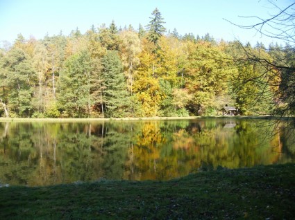 automne émergent étang